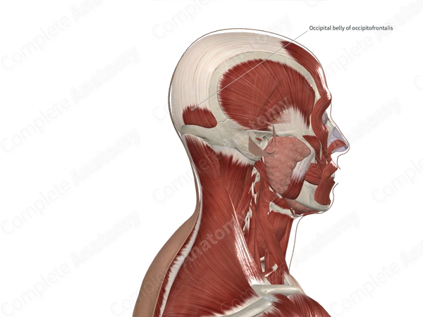 Occipitalis Muscle 
