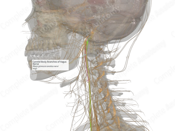 Carotid Body Branches of Vagus Nerve (Left)