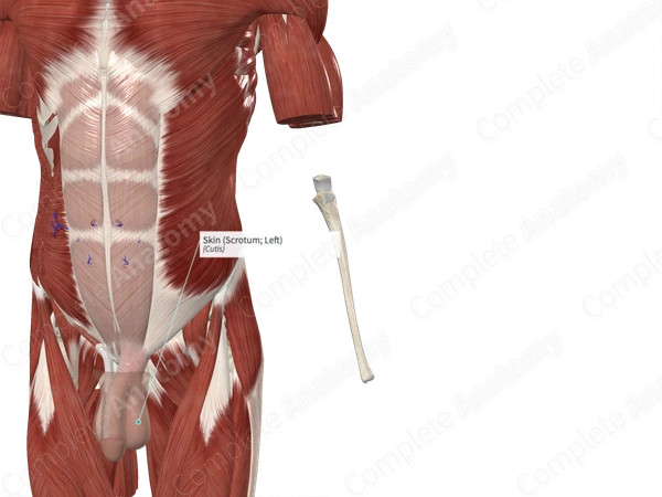 Skin (Scrotum; Left)
