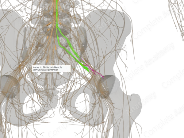 Nerve to Piriformis Muscle (Left)