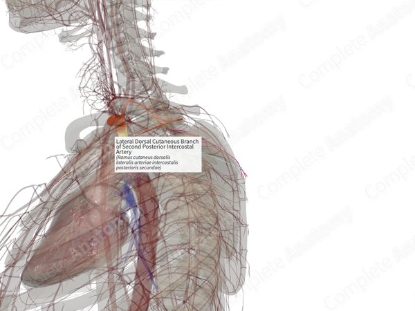 Lateral Dorsal Cutaneous Branch of Second Posterior Intercostal Artery (Left)