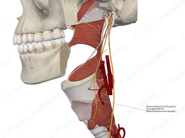 External Branch of Superior Laryngeal Nerve