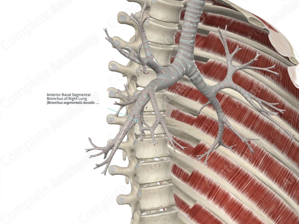 Anterior Basal Segmental Bronchus of Right Lung