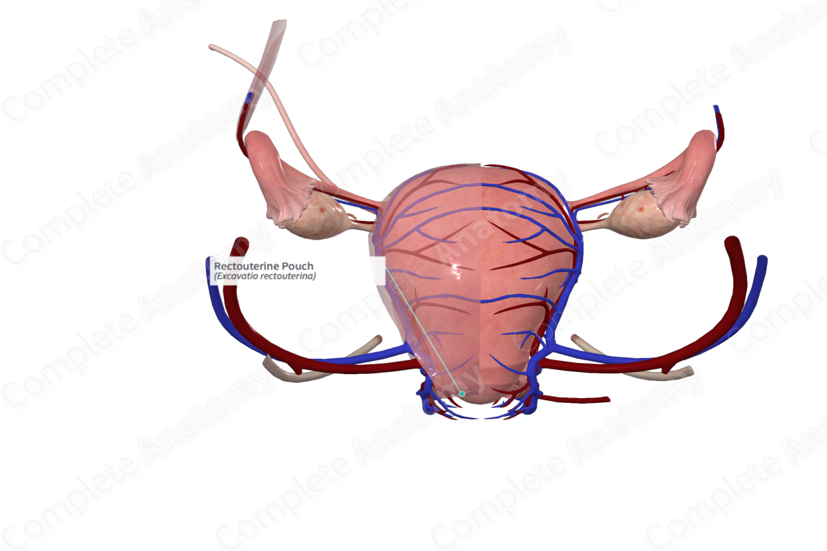 Rectouterine Pouch Complete Anatomy