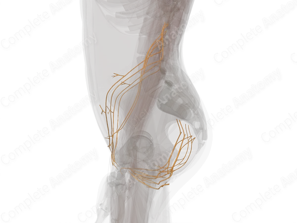 Nerves of Trunk