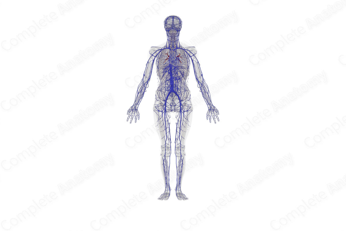 Complete Anatomy Biology Diagrams
