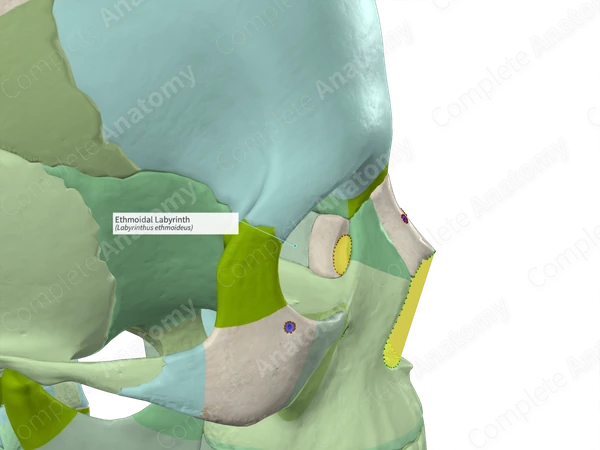 Ethmoidal Labyrinth (Right)