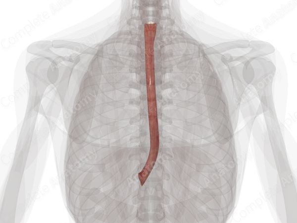 Esophagus