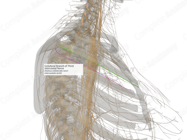 Collateral Branch of Third Intercostal Nerve (Left)