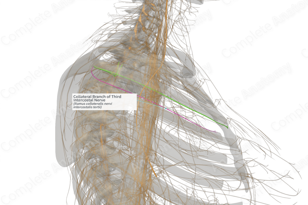 Collateral Branch of Third Intercostal Nerve (Left)