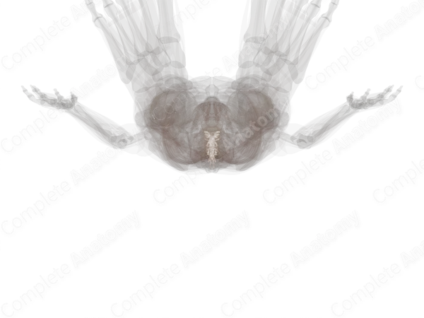 Spinal Arachnoid