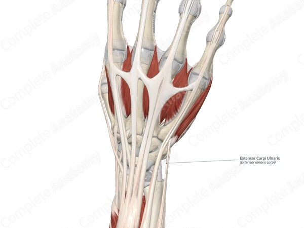 Extensor Carpi Ulnaris 