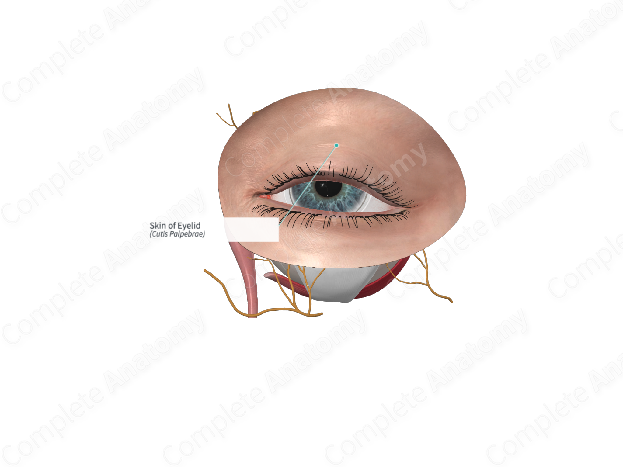 Skin of Eyelid | Complete Anatomy