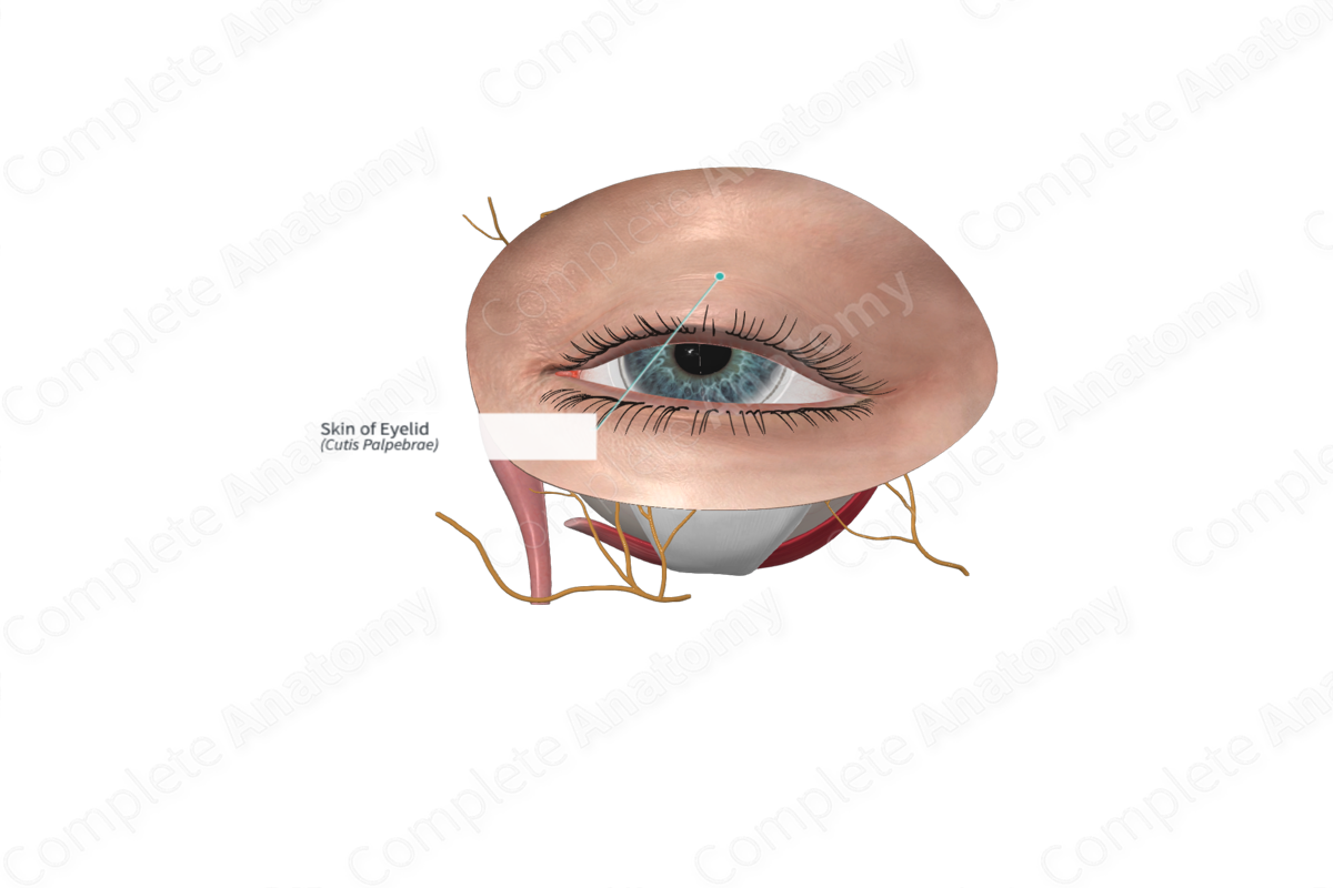 Eyelid, Eyelash, Eyebrow, Eyelid Function