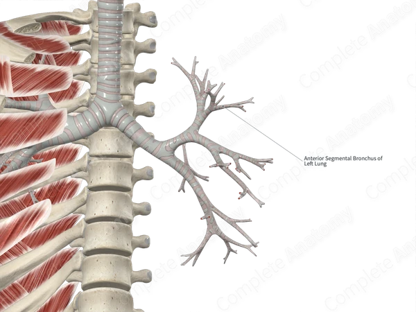 Anterior Segmental Bronchus of Left Lung