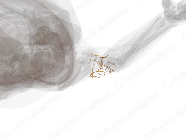 Nerves of Arm (Left)