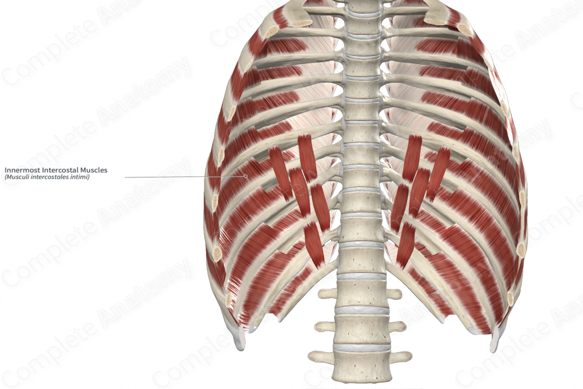 Innermost Intercostal Muscles 