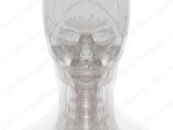 Articular Capsules of Median Atlantoaxial Joint