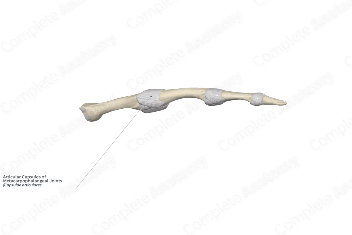 Articular Capsules of Metacarpophalangeal Joints 