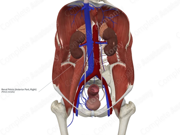 Renal Pelvis (Anterior Part; Right)