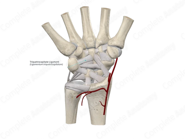 Triquetrocapitate Ligament 
