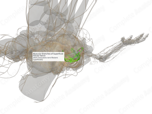 Muscular Branches of Superficial Fibular Nerve (Right)