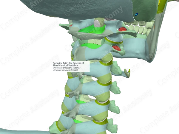 Superior Articular Process of Third Cervical Vertebra (Left)