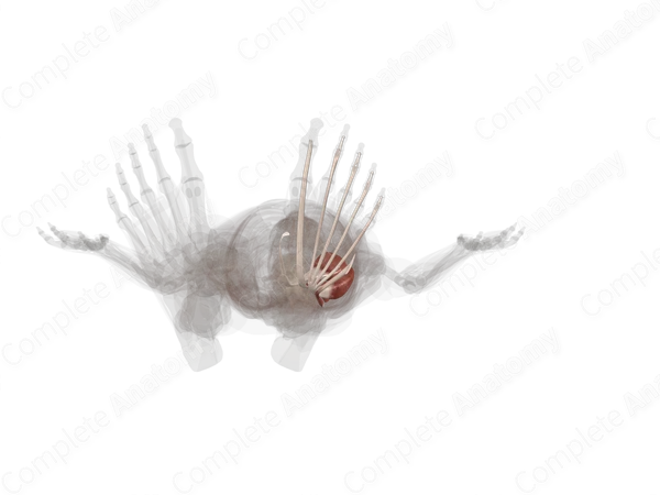 Anterior Compartment of Leg (Left)