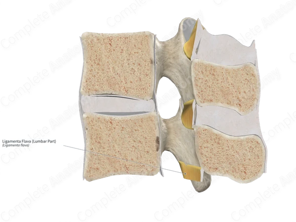 Ligamenta Flava (Lumbar Part)