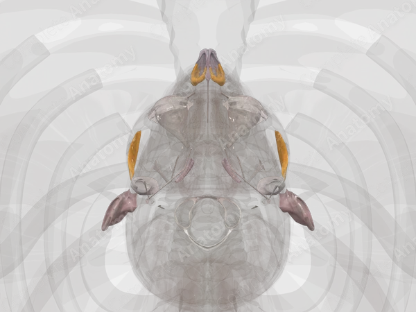 Connective Tissue of Head & Neck