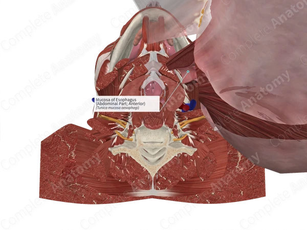 Mucosa of Esophagus (Abdominal Part; Anterior)