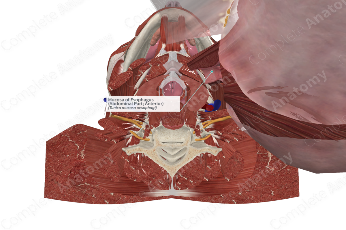 Mucosa of Esophagus (Abdominal Part; Anterior)