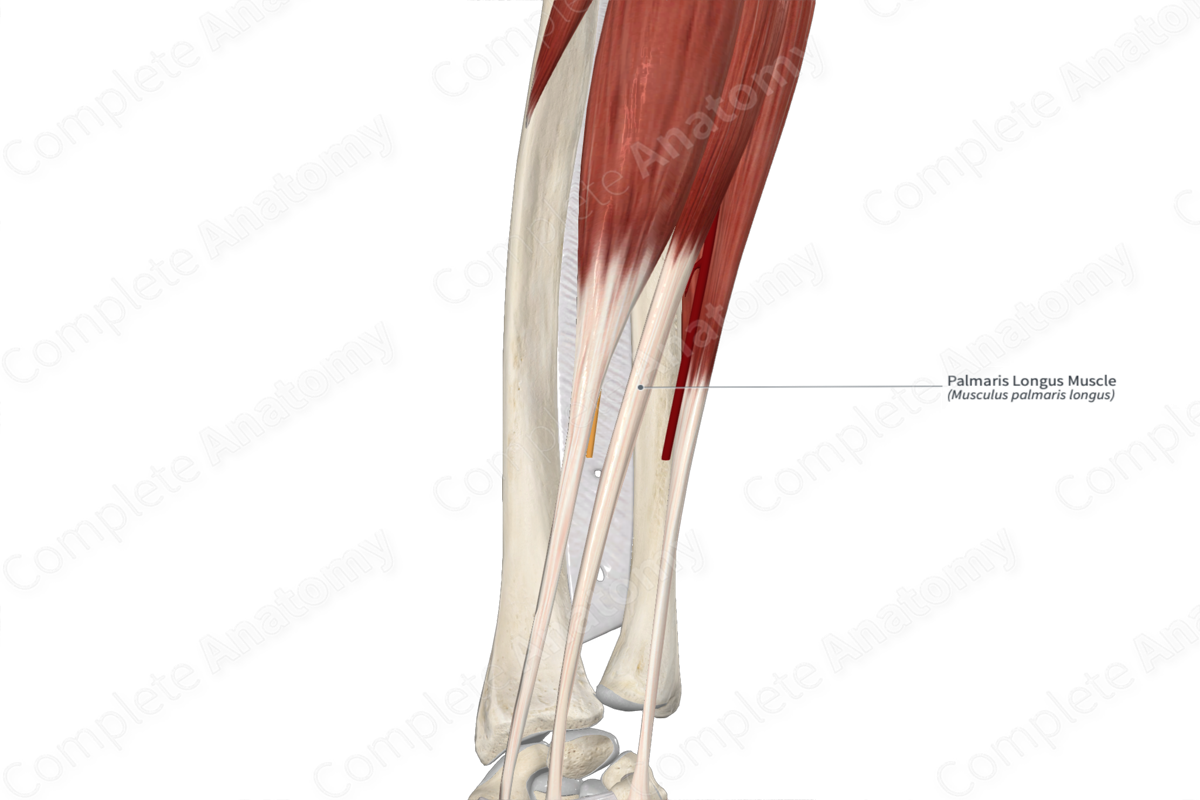Palmaris Longus Muscle 