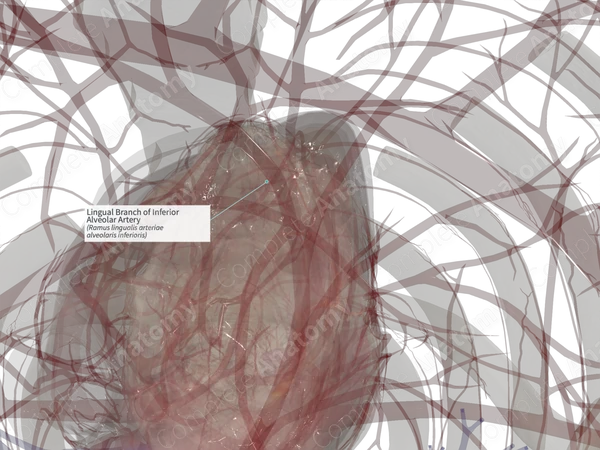 Lingual Branch of Inferior Alveolar Artery (Right)