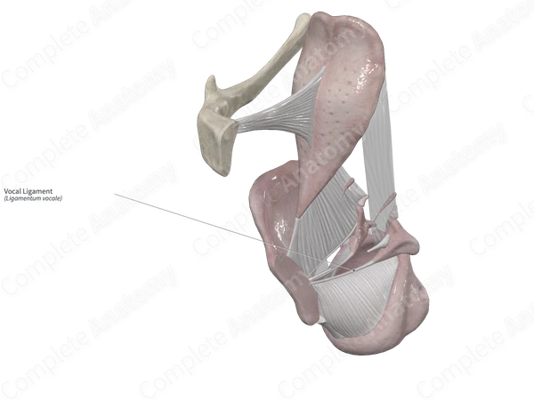 Vocal Ligament