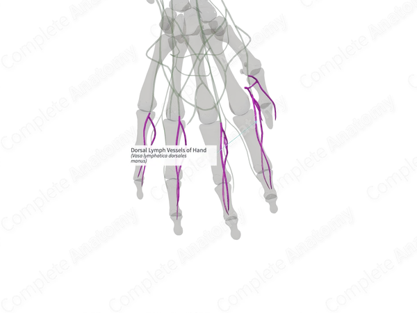 Dorsal Lymph Vessels of Hand (Left)
