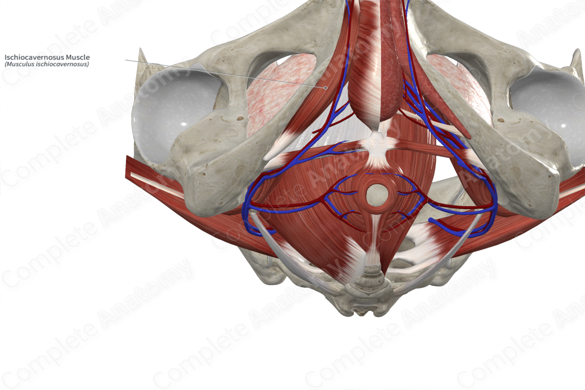 Ischiocavernosus Muscle 