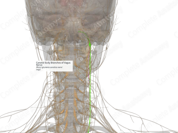 Carotid Body Branches of Vagus Nerve (Left)