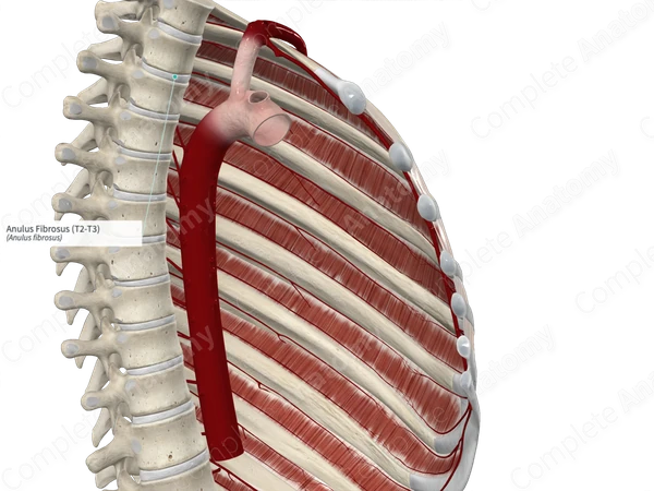 Anulus Fibrosus (T2-T3)
