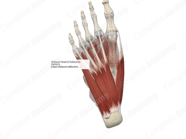 Oblique Head of Adductor Hallucis