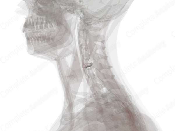 Intervertebral Symphysis (C4-C5)