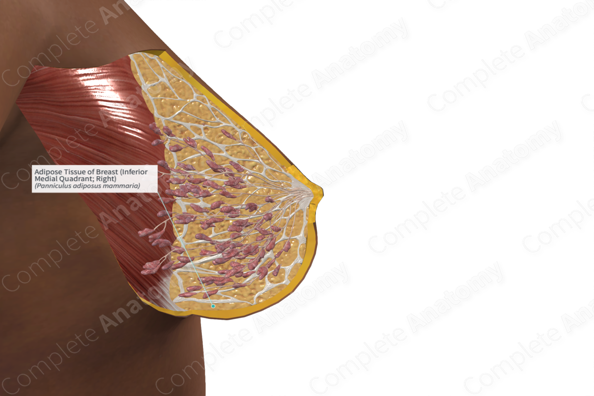 Anatomy of the breast, with adipose tissue colored yellow.