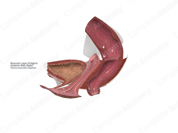 Muscular Layer of Vagina (Anterior Wall; Right)