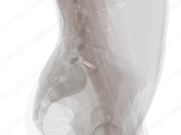 Intervertebral Symphysis (L5-S1)