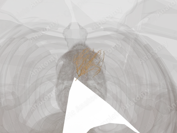 Atrioventricular Bundle