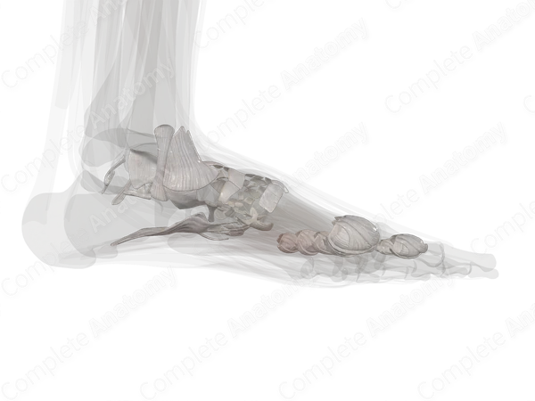 Joints of Foot (Left)