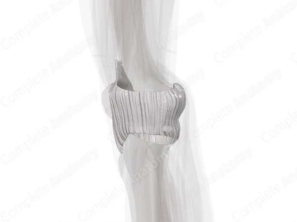 Articular Capsule of Knee Joint (Left)