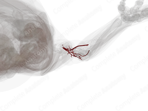 Arteries of Arm (Left)