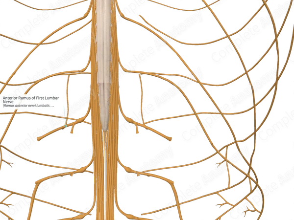 Anterior Ramus of First Lumbar Nerve 
