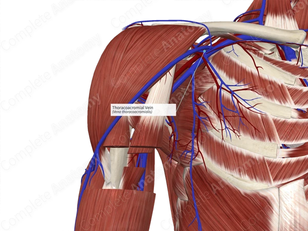 Thoracoacromial Vein